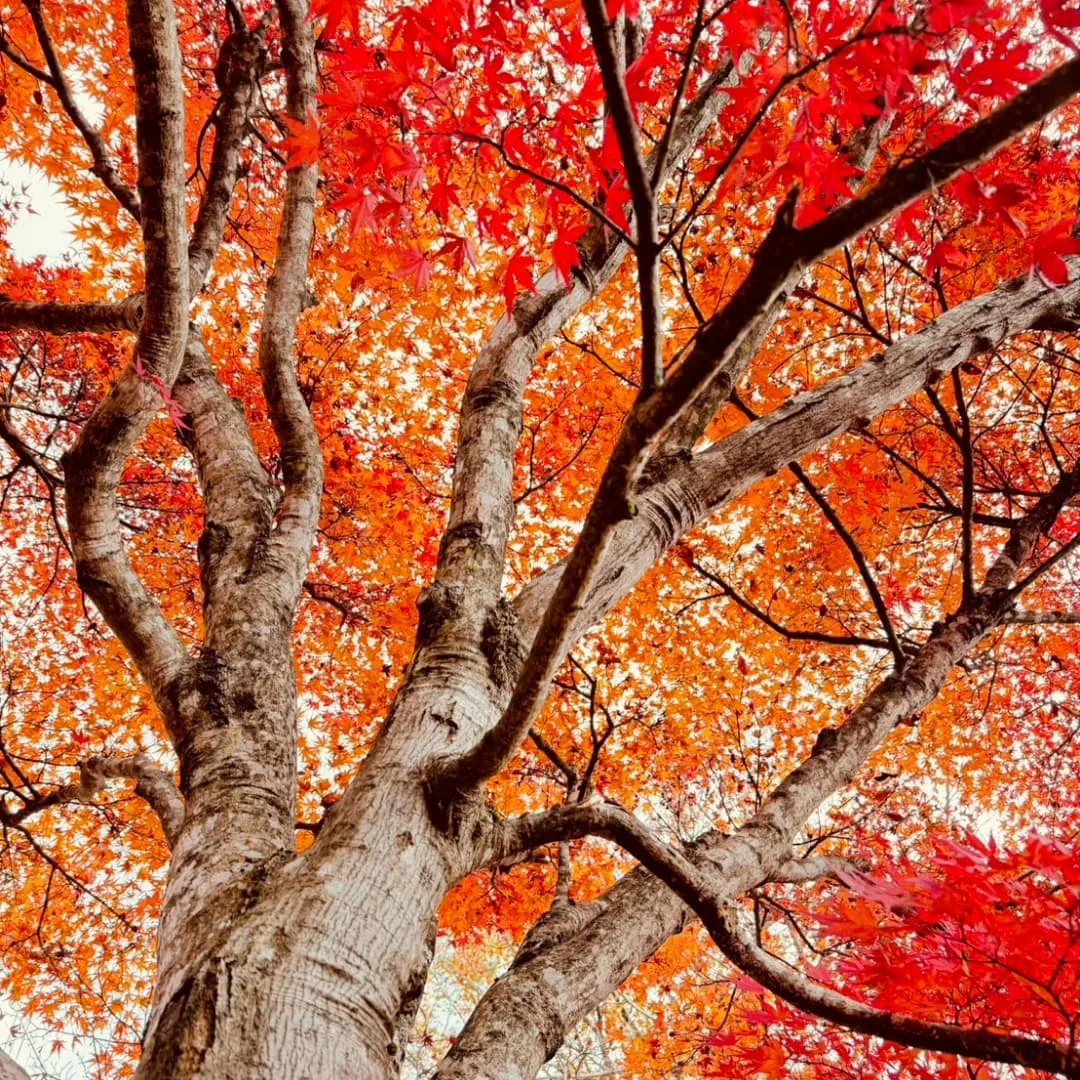 ＼10月〜1月のご予約スタート！／