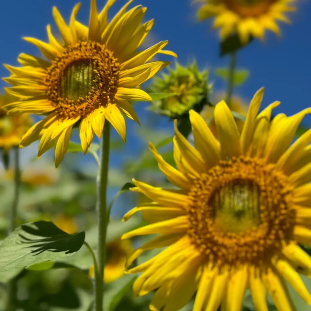 今日から8月に入り、毎日のように暑さが続いていますね。