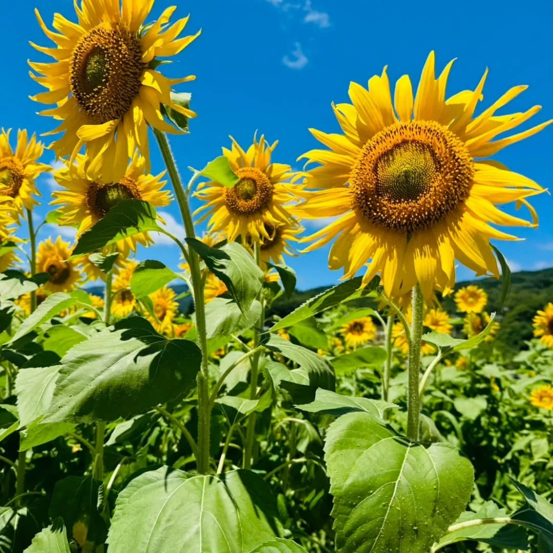 今日から8月に入り、毎日のように暑さが続いていますね。