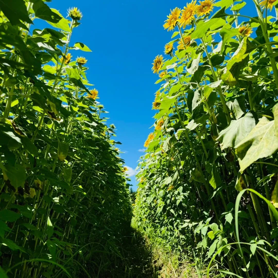 今日から8月に入り、毎日のように暑さが続いていますね。