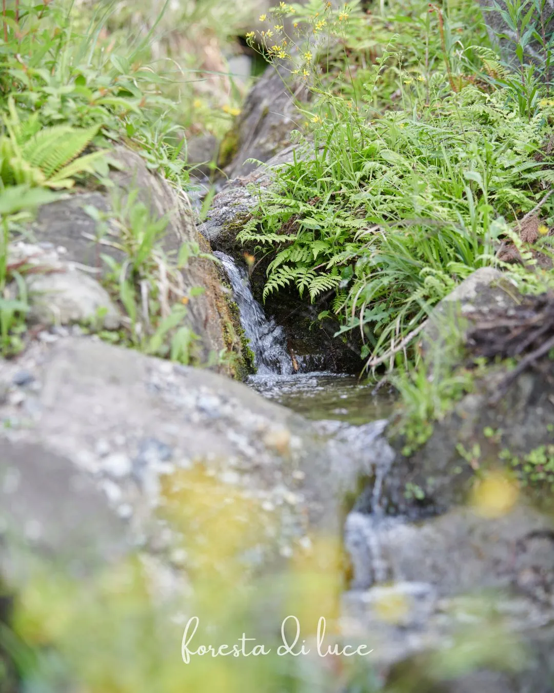 「森のリトリートとは」